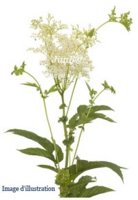 Plante en vrac - Reine des près (spiraea ulmaria) - Herbo-phyto - Herboristerie Bardou™ 