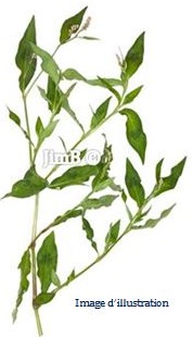 Plante en vrac - Renouée (polygonum aviculare) - Herbo-phyto - Herboristerie Bardou™ 