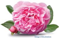 Plante en vrac - Rose de damas (rosa damascena) - Herbo-phyto - Herboristerie Bardou™ 