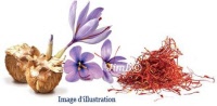 Plante en vrac - Safran (crocus sativus L.) - Herbo-phyto - Herboristerie Bardou™ 