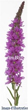 Plante en vrac - Salicaire (lythrum salicaria) - Herbo-phyto - Herboristerie Bardou™ 