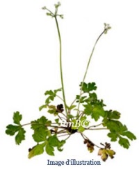 Plante en vrac - Sanicle (sanicula europaea) - Herbo-phyto - Herboristerie Bardou™ 