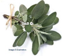 Plante en vrac - Sauge officinale (salvia officinalis) - Herbo-phyto - Herboristerie Bardou™ 