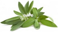 Plante en vrac - Sauge sclarée (salvia sclarea) - Herbo-phyto - Herboristerie Bardou™ 