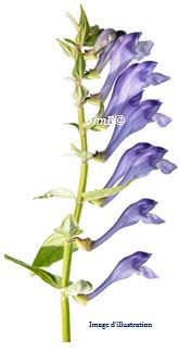Plante en vrac - Scutellaire (scutellaria laterifolia) - Herbo-phyto - Herboristerie Bardou™ 