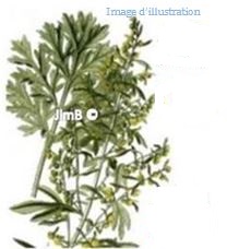 Plante en vrac - Absinthe petite (artemisia pontica) sommité - Herbo-phyto - Herboristerie Bardou™ 