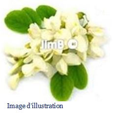 Plante en vrac - Acacia (robinia pseudo acacia) fleur - Herbo-phyto - Herboristerie Bardou™ 