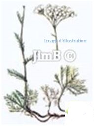 Plante en vrac - Achillée musquée (achillea moschata) partie aérienne - Herbo-phyto - Herboristerie Bardou™ 
