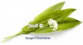 Plante en vrac - Ail des ours (allium ursinum) partie aérienne - Herbo-phyto - Herboristerie Bardou™ 