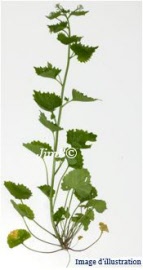 Plante en vrac – Alliaire (sysimbrium alliaria) partie aérienne - Herbo-phyto - Herboristerie Bardou™