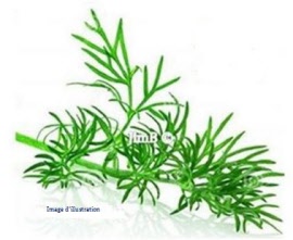 Plante en vrac – Aneth (anethum graveolens) feuille - Herbo-phyto - Herboristerie Bardou™