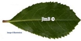 Plante en vrac - Arbousier (arbutus unedo) feuille - Herbo-phyto - Herboristerie Bardou™ 