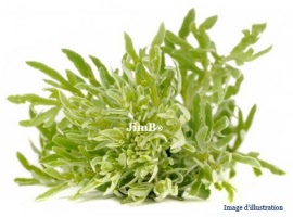 Plante en vrac - Armoise blanche (artemisia herba alba) feuille - Herbo-phyto - Herboristerie Bardou™ 