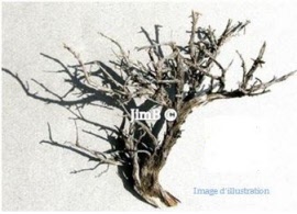 Plante en vrac - Armoise blanche (artemisia herba alba) racine - Herbo-phyto - Herboristerie Bardou™ 