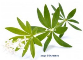 Plante en vrac - Aspérule odorante (asperula odorata) partie aérienne - Herbo-phyto - Herboristerie Bardou™ 