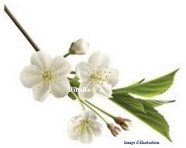 Plante en vrac - Aubépine (crataegus laevigata monogyna) fleur - Herbo-phyto - Herboristerie Bardou™ 