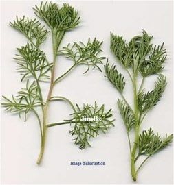 Plante en  vrac - Aurône mâle (artemisia abrotanum) partie aérienne - Herbo-phyto - Herboristerie Bardou™ 