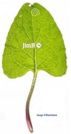 Plante en vrac - Bardane grande (arctium majus) feuille - Herbo-phyto - Herboristerie Bardou™ 