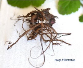 Plante en vrac – Benoite (geum urbanum) racine - Herbo-phyto - Herboristerie Bardou™