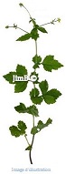 Plante en vrac – Benoite (geum urbanum) sommité - Herbo-phyto - Herboristerie Bardou™