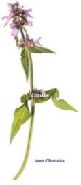 Plante en vrac – Bétoine (betonica officinalis) partie aérienne - Herbo-phyto - Herboristerie Bardou™