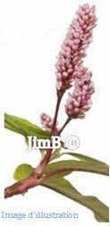 Plante en vrac – Bistorte (polygonum bistorta) racine - Herbo-phyto - Herboristerie Bardou™