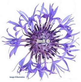 Plante en vrac – Bleuet bleu (centaurea cyanus) fleur - Herbo-phyto - Herboristerie Bardou™