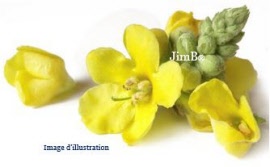 Plante en vrac – Bouillon blanc (verbascum thapsiforme) sommité fleurie - Herbo-phyto - Herboristerie Bardou™