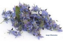 Plante en vrac - Bourrache (borrago officinalis) sommité fleurie - Herbo-phyto - Herboristerie Bardou™ 