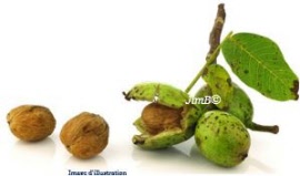 Plante en vrac - Noyer (juglans regia) brou noix - Herbo-phyto - Herboristerie Bardou™ 