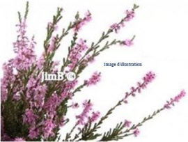 Plante en vrac - Bruyère (calluna vulgaris) sommité fleurie  - Herbo-phyto - Herboristerie Bardou™