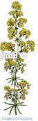 Plante en vrac - Caille lait (galium verum) partie aérienne - Herbo-phyto - Herboristerie Bardou™ 