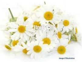 Plante en vrac - Camomille romaine (anthemis nobilis) capitule floral - Herbo-phyto - Herboristerie Bardou™ 
