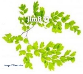 Plante en vrac - Capillaire vert (adiantum capillus-veneris) fronde - Herbo-phyto - Herboristerie Bardou™ 