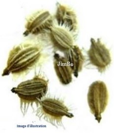 Plante en vrac -  Carotte (daucus carotta) graine - Herbo-phyto - Herboristerie Bardou™ 
