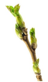 Plante en vrac - Cassis (ribes nigrum) bourgeon - Herbo-phyto - Herboristerie Bardou™ 