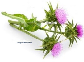 Plante en vrac – Chardon marie (silybum marianum) partie aérienne - Herbo-phyto - Herboristerie Bardou™