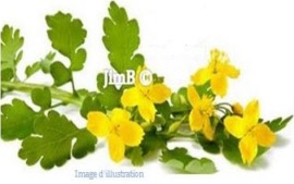 Plante en vrac – Chélidoine (chelidonium majus) partie aérienne - Herbo-phyto - Herboristerie Bardou™