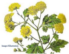 Plante en vrac - Chrysanthellum (chrysanthellum americanum) partie aérienne - Herbo-phyto - Herboristerie Bardou™ 