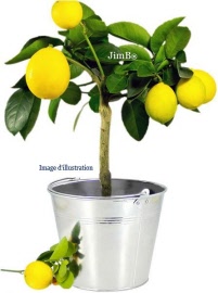 Plante en vrac - Citronnier (citrus limonum) feuille - Herbo-phyto - Herboristerie Bardou™ 