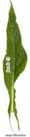Plante en vrac - Consoude grande (symphytum officinale) feuille - Herbo-phyto - Herboristerie Bardou™ 