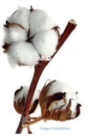 Plante en vrac - Cotonnier (gossypium herbaceum) capsule de fruit - Herbo-phyto - Herboristerie Bardou™ 