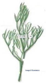 Plante en vrac - Criste marine (crithmum maritimum) partie aérienne - Herbo-phyto - Herboristerie Bardou™ 