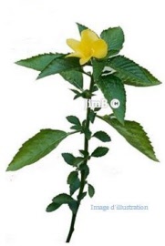 Plante en vrac - Damiana (turnera aphrodisiaca) feuille - Herbo-phyto - Herboristerie Bardou™ 