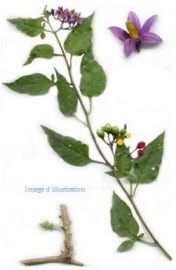 Plante en vrac - Douce amére (solanum dulcamara) tige - Herbo-phyto - Herboristerie Bardou™ 