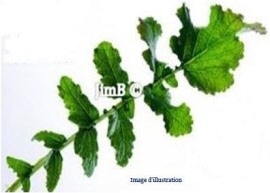 Plante en vrac - Erysimum velard (sisymbrium officinale) partie aérienne - Herbo-phyto - Herboristerie Bardou™ 
