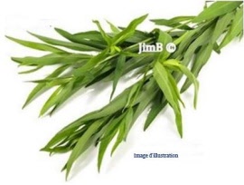Plante en vrac - Estragon (artemisia dracunculus) feuille - Herbo-phyto - Herboristerie Bardou™ 