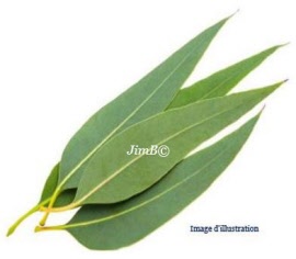 Plante en vrac - Eucalyptus (eucalyptus globulus) feuille - Herbo-phyto - Herboristerie Bardou™ 