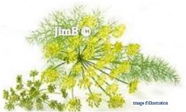 Plante en vrac - Fenouil (foeniculum dulce) partie aérienne - Herbo-phyto - Herboristerie Bardou™ 