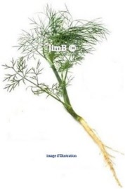 Plante en vrac - Fenouil (foeniculum dulce) racine - Herbo-phyto - Herboristerie Bardou™ 